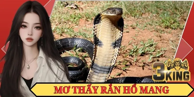 Mơ thấy rắn hổ mang độc trong cơn mộng cho thấy nhiều sự khó khăn